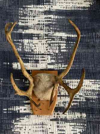 Poronsarvet Helsinki