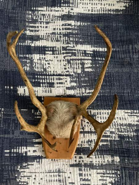 Poronsarvet Helsinki - изображение 1