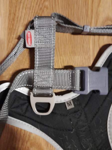 Koiran valjaat bestfrend Helsinki - valokuva 2