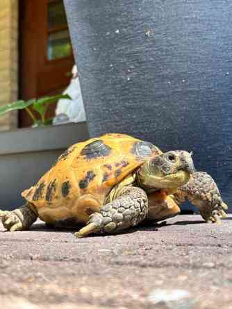 Naaras nelivarvaskilpikonna Mustasaari