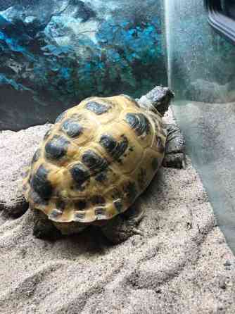 Naaras nelivarvaskilpikonna Mustasaari