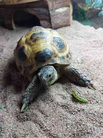 Naaras nelivarvaskilpikonna Mustasaari