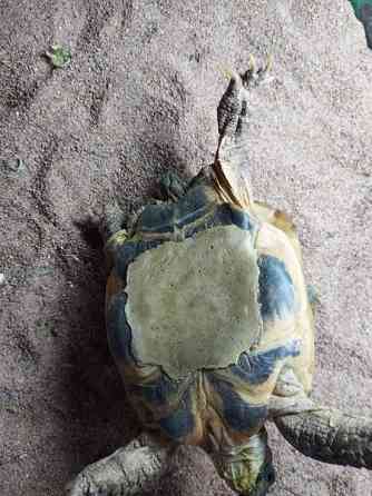 Naaras nelivarvaskilpikonna Mustasaari