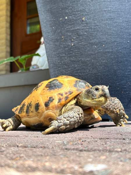 Naaras nelivarvaskilpikonna Mustasaari - valokuva 1