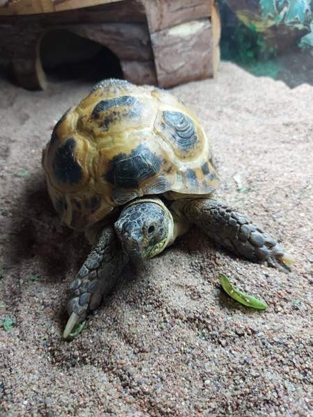 Naaras nelivarvaskilpikonna Mustasaari - valokuva 4