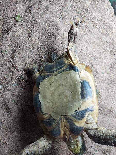 Naaras nelivarvaskilpikonna Mustasaari - valokuva 3