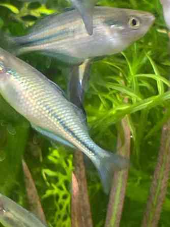 Sinisateenkaarikala Helsinki