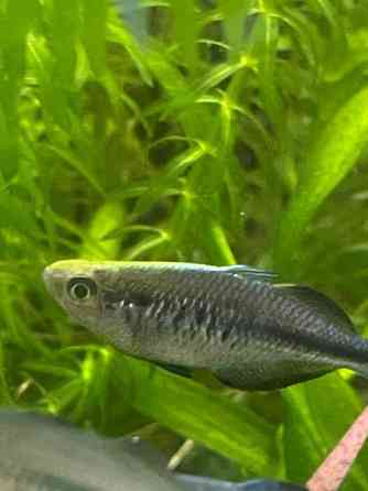 Sinisateenkaarikala Helsinki