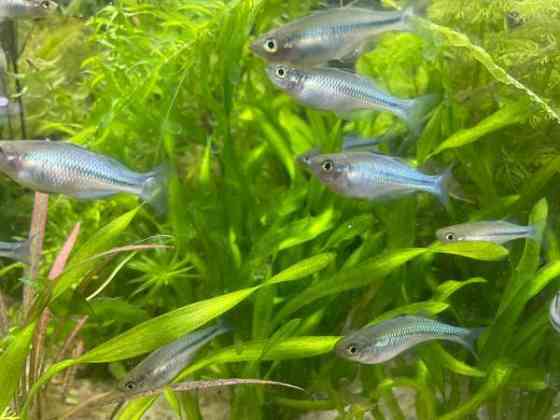 Sinisateenkaarikala Helsinki