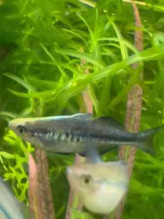 Sinisateenkaarikala Helsinki