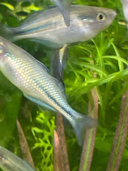 Sinisateenkaarikala Helsinki - photo 4