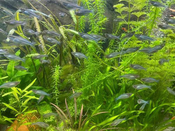 Sinisateenkaarikala Helsinki - photo 5