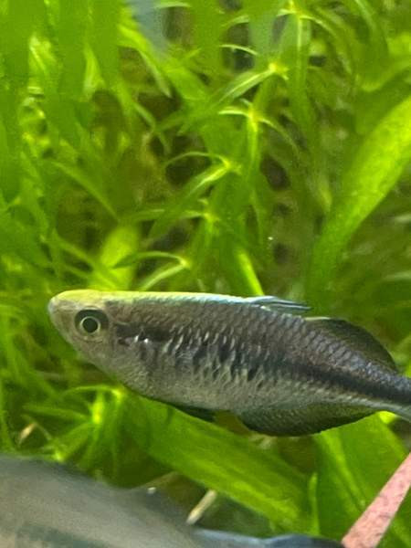 Sinisateenkaarikala Helsinki - photo 2