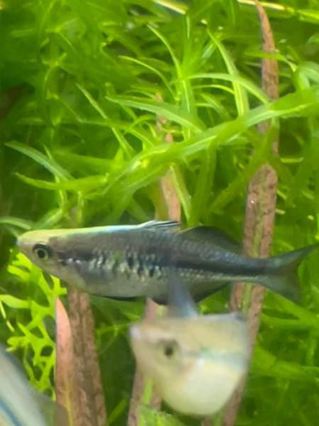 Sinisateenkaarikala Helsinki - photo 3