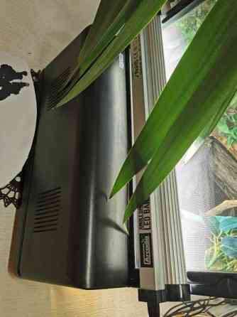 Madagaskarin päivägekko Siikajoki