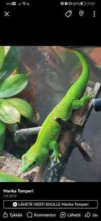 Madagaskarin päivägekko Siikajoki