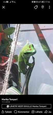 Madagaskarin päivägekko Siikajoki