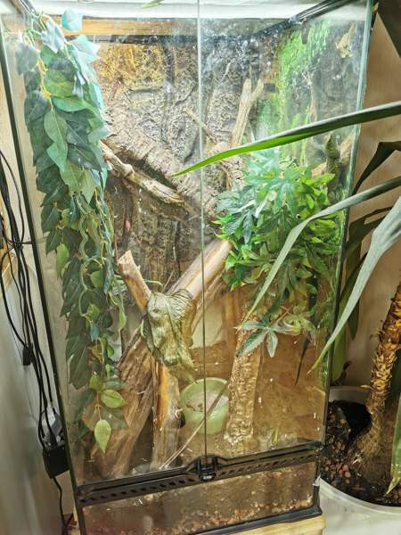 Madagaskarin päivägekko Siikajoki - изображение 3