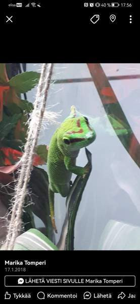 Madagaskarin päivägekko Siikajoki - изображение 1