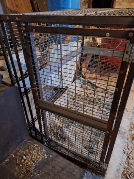 Koiran kuljetushäkki XL Liperi - valokuva 2