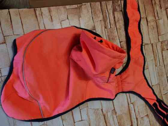 Koiran talvivaate Kaarina