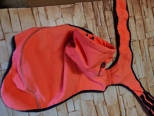 Koiran talvivaate Kaarina - valokuva 1