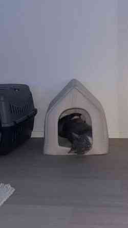 Myydään kissankoppi. Vantaa