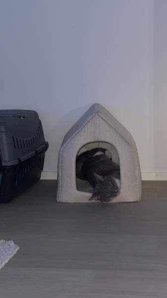 Myydään kissankoppi. Вантаа - изображение 1