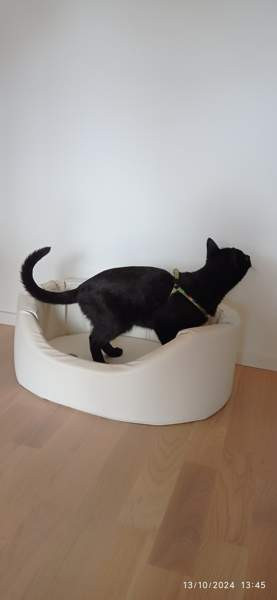 Koiran- kissan peti Тампере - изображение 5