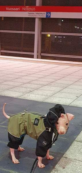 3 vaatetta pienelle koiralle Jaervenpaeae - photo 1