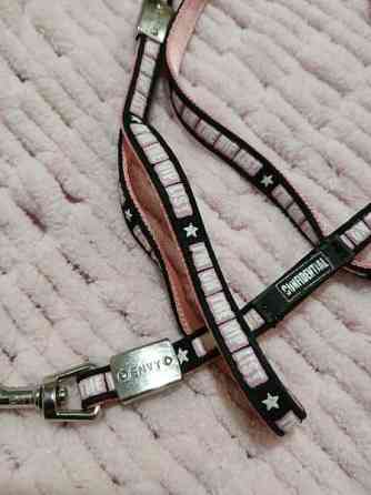 Talutin pienelle koiralle Alajärvi