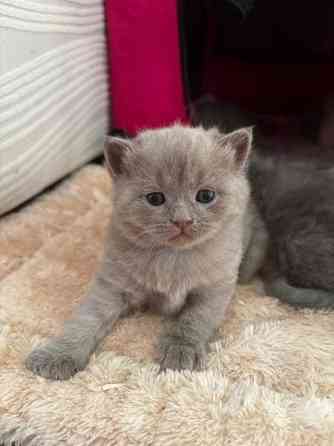 kissanpennut Вантаа