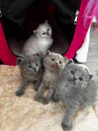 kissanpennut Вантаа