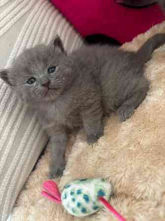 kissanpennut Вантаа