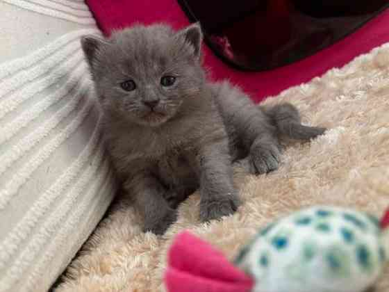 kissanpennut Вантаа