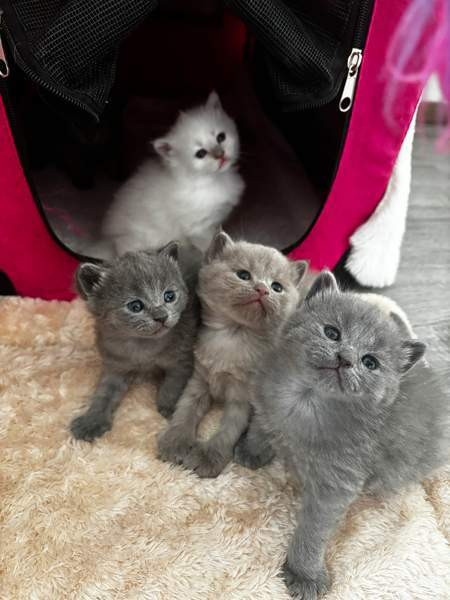 kissanpennut Vantaa – foto 1