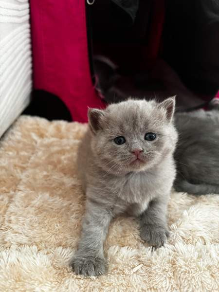 kissanpennut Vantaa – foto 7