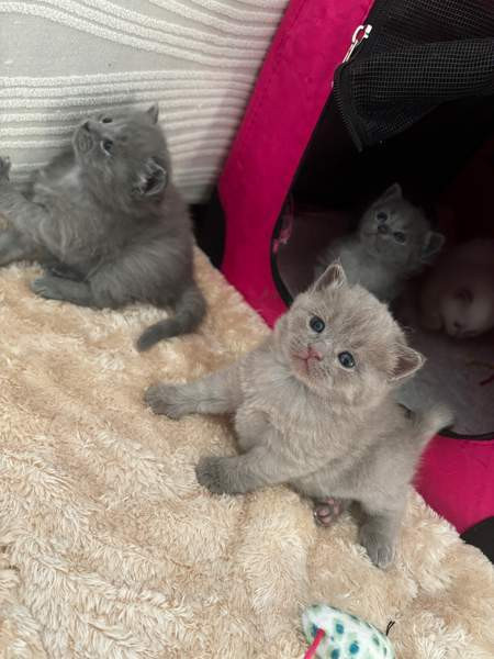 kissanpennut Vantaa – foto 8