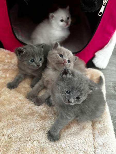 kissanpennut Vantaa – foto 2