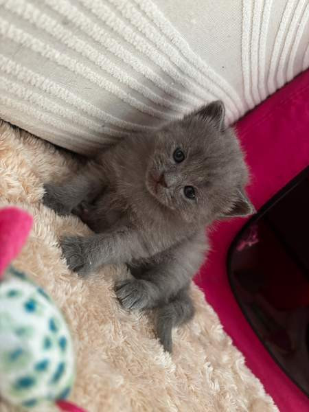 kissanpennut Vantaa – foto 4