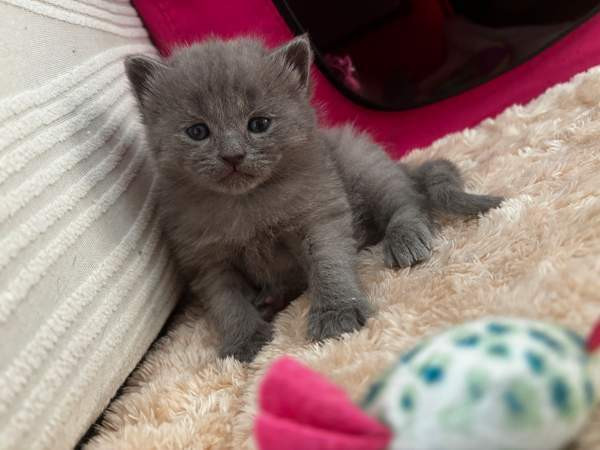 kissanpennut Vantaa – foto 3