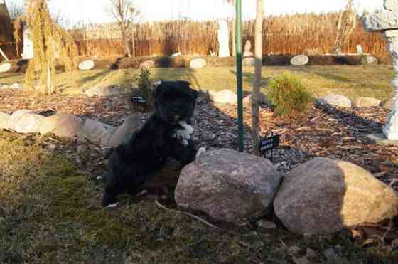 Kääpiö pennut. Loimaa