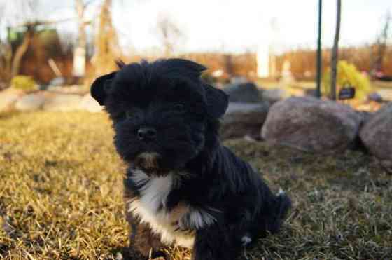 Kääpiö pennut. Loimaa