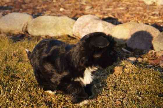 Kääpiö pennut. Loimaa