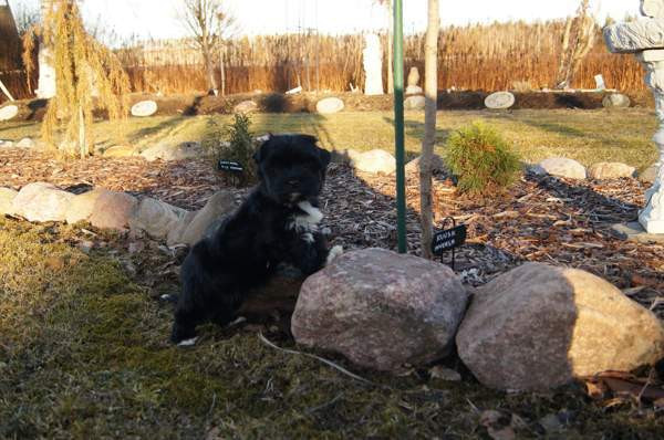 Kääpiö pennut. Loimaa - photo 4