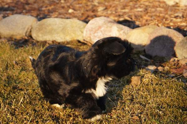 Kääpiö pennut. Loimaa - photo 3