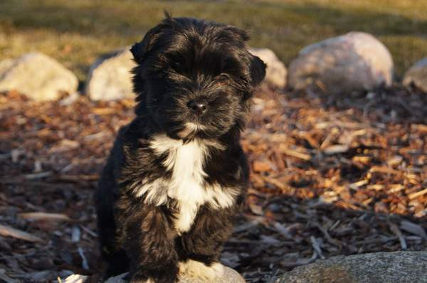 Kääpiö pennut. Loimaa - photo 6