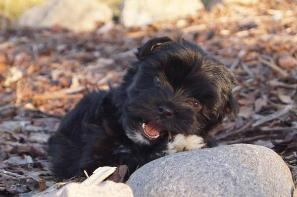 Kääpiö pennut. Loimaa - photo 5