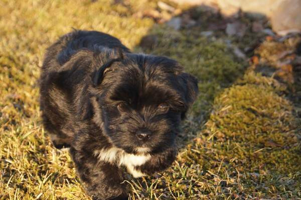 Kääpiö pennut. Loimaa - photo 2