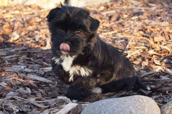 Kääpiö pennut. Loimaa - photo 8